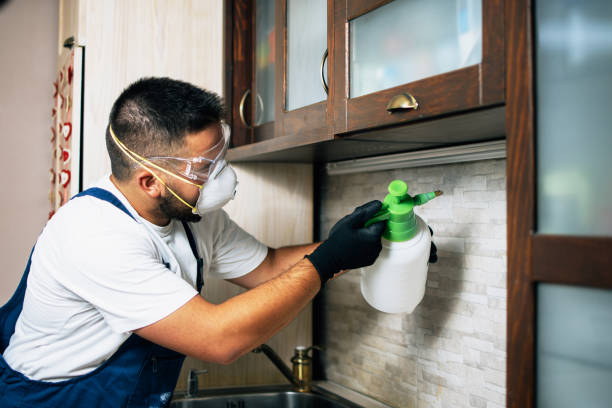 Wasp Removal Services in Itasca, IL