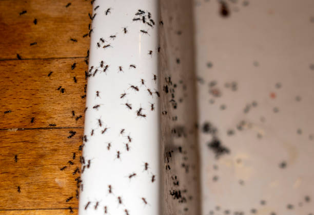 Best Affordable Pest Control Services  in Itasca, IL
