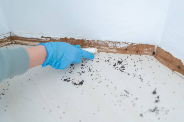 Best Termite Control Services  in Itasca, IL